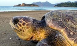 Dalyan'da sezonun ilk caretta caretta yuvası belirlendi