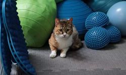 Depremzede kedi 'Defne'ye 2 yıl sonra yuva