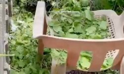 Diyarbakır'da dolu etkili oldu; bağ evi kapısı delindi