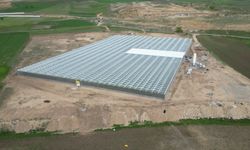Düşük enerjili seradan Avrupa'ya 'sıfır pestisitli' domates