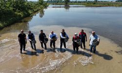 Düzce'de Osmanlı Dönemi'nden bu yana yetiştirilen çeltik ekimi başladı