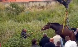 Edirne'de çukura düşen at, vinçle kurtarıldı