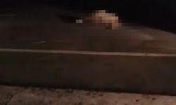 Elazığ'da otomobilin çarptığı 15 koyun öldü