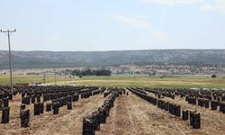 Gaziantep'te 10 bin tarım işçisiyle sarımsak hasadı başladı