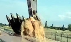 İki yıl önce ölümden kurtarılan inek doğum yaptı