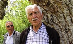 'İmam Ağacı' olarak bilinen ceviz ağacı 350 yaşında