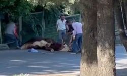 İstanbul- Ataşehir’de kaçan kurbanlığı çevredekiler güçlükle yakaladı
