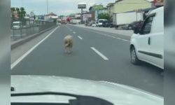 Kaçan kurbanlık koyun kara yoluna çıktı