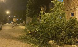 Karabük’te fırtınada ağaçlar devrildi