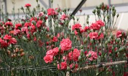Karanfilde fusarium hastalığına karşı yerli tür