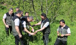 Kestaneyi kurtarma mücadelesi; üretilen böcekler tek tek dallara bırakıldı