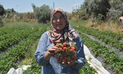 Kız kardeşler, devlet desteğiyle çilek üreterek bölgedeki kadınlara örnek oluyor / Ek fotoğraflar
