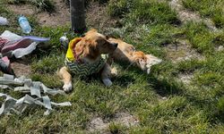 Köpeğin ısırdığı çocuk yaralandı