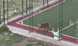 Köpeklerle dalaşıp, halı sahaya giren ayı kamerada