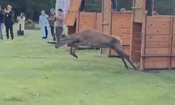 Koruma altındaki kızılgeyikler Ordu’da doğaya salındı
