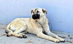 Köy kahvesinde bakılan köpeği bastonuyla darbetti; o anlar kamerada