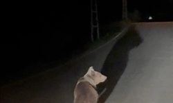 Köy yolunda koşan ayı kamerada