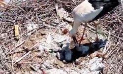 Köyü terk etmeyen 2 leylek, Anneler Günü’nde ‘anne’ oldu