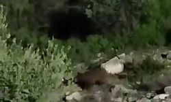 Sakarya'da mahalle yakınlarına inen bozayılar kamerada