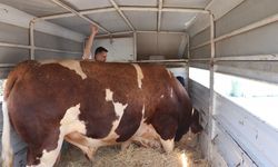 Şampiyon boğa 'Poyraz', 540 bin TL'ye alıcısını buldu