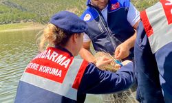 Samsun'da ağa takılan balıkları jandarma kurtardı