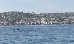 Tekirdağ açıklarında yunuslar görüntülendi
