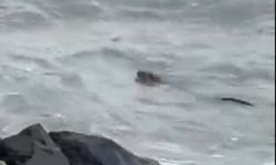 Tekirdağ kıyılarında su samuru görüntülendi
