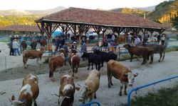 Tosya'da 'şap' karantinası