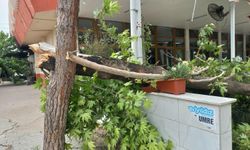 Turgutlu'da şiddetli rüzgar; ağaçlar devrildi