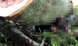 Üzerine ağaç devrilen kesim işçisi öldü