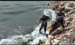 Van'da kaçak avlanan 2,5 ton inci kefali ele geçirildi