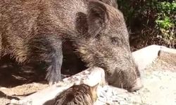 Yaban domuzu ile kedinin birlikte yemek yemesi kamerada