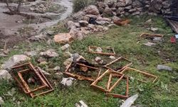 Yaylaya inen ayı, arı kovanlarını parçaladı
