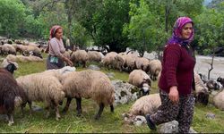 Yüksekova'da berivanların zorlu yayla yolculuğu başladı