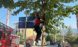 Ağaçta iki gün mahsur kalan kedi yavrusunu itfaiye ekipleri kurtardı