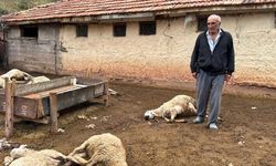 Ağıla giren kurtlar 18 koyunu öldürdü