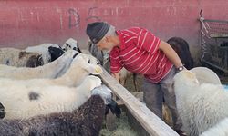 Bingöl’de 1,3 tonluk ‘Şampiyon’, alıcısını bekliyor