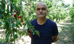 Çay bardağına sığmayan 'Lapseki devi' kirazda hasat zamanı
