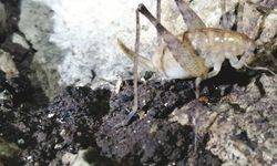 Diyarbakır’da bulunan yeni çekirge türüne ‘Troglophilus diclensis’ ismi verildi