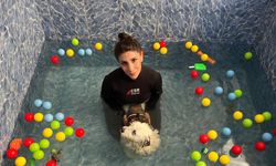 Felç kalınca terk edilen köpek 'Kırpık'a yuva aranıyor