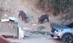 Hatay'da aç kalan yaban domuzları yerleşim alanına indi; o anlar kamerada