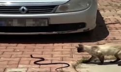 Hava ısındı, itfaiyenin 'yılan mesaisi' başladı