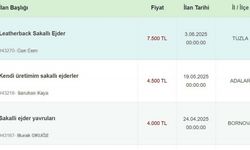 İnternetten 'sakallı ejder' satışına 60 bin 187 lira ceza