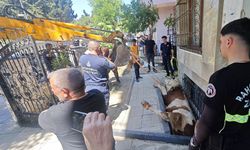 İstanbul- Bahçelievler'de bodrum kattaki dairenin pencere boşluğuna düşen kurbanlık kurtarıldı
