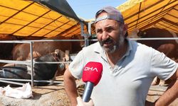 İstanbul - Bayrama sayılı günler kala kurban pazarlarında alıcı fiyata satıcı maliyete bakıyor