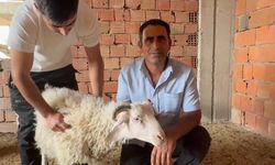 Kaçıp 3 katlı binanın üzerine çıkan koçu, sahibi satmaktan vazgeçti