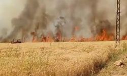 Şanlıurfa'da 40 dönüm ekili buğday yandı