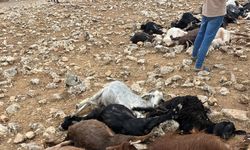 Şırnak'ta yıldırım isabet eden 99 küçükbaş öldü