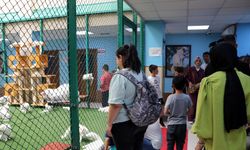 Van Kedi Villası'na 55 yeni üye katıldı