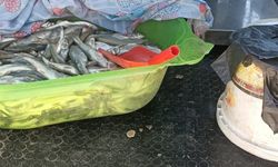 Van'da denetimlerde 22 ton 475 kilogram inci kefali ele geçirildi